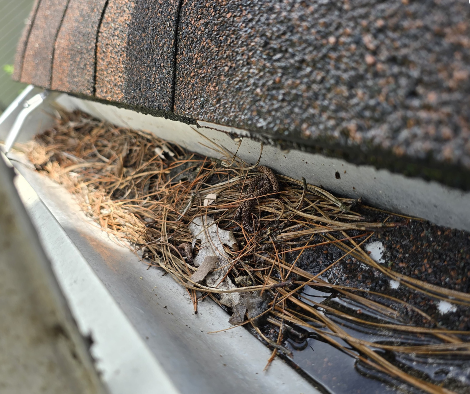 Close-up of a clogged residential gutter filled with pine needles, leaves, and debris restricting water flow.